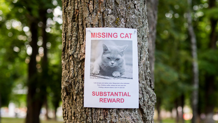 Missing Cat