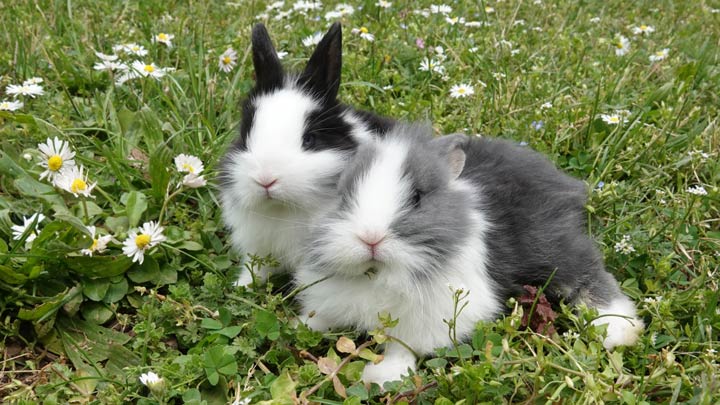 rabbit-neutering-web-1.jpg