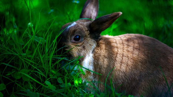 Rabbit in the shade