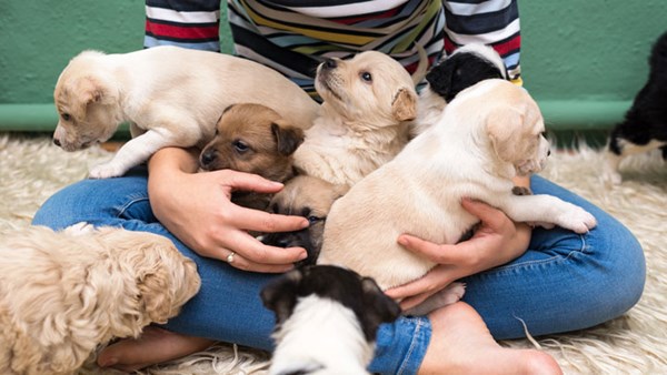 puppies on lap