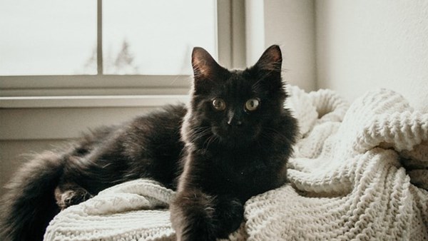 Black fluffy cat