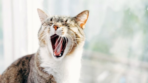 yawning cat