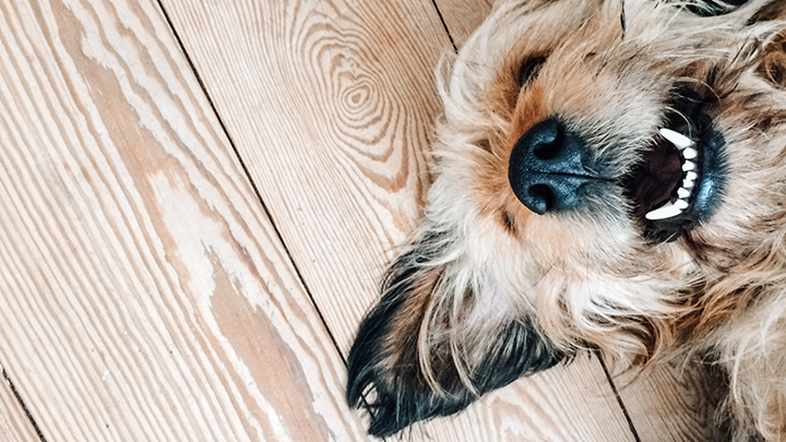 Dog showing teeth