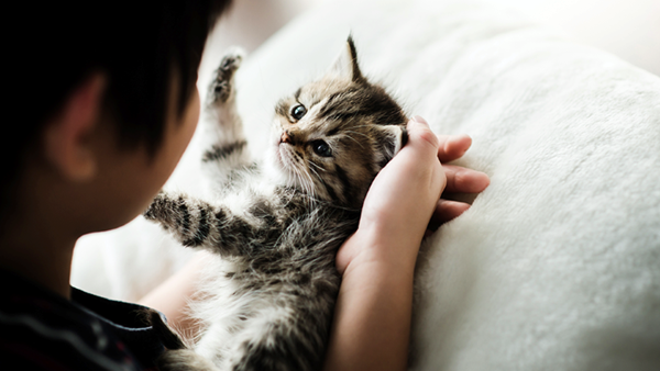 Kitten having cuddles
