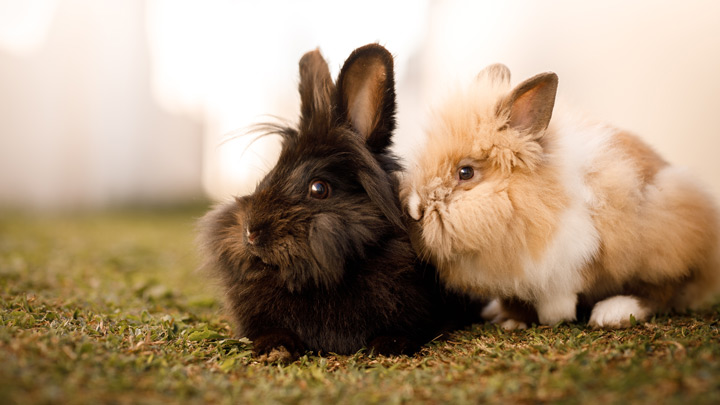sml-animal-vets-2-web.jpg